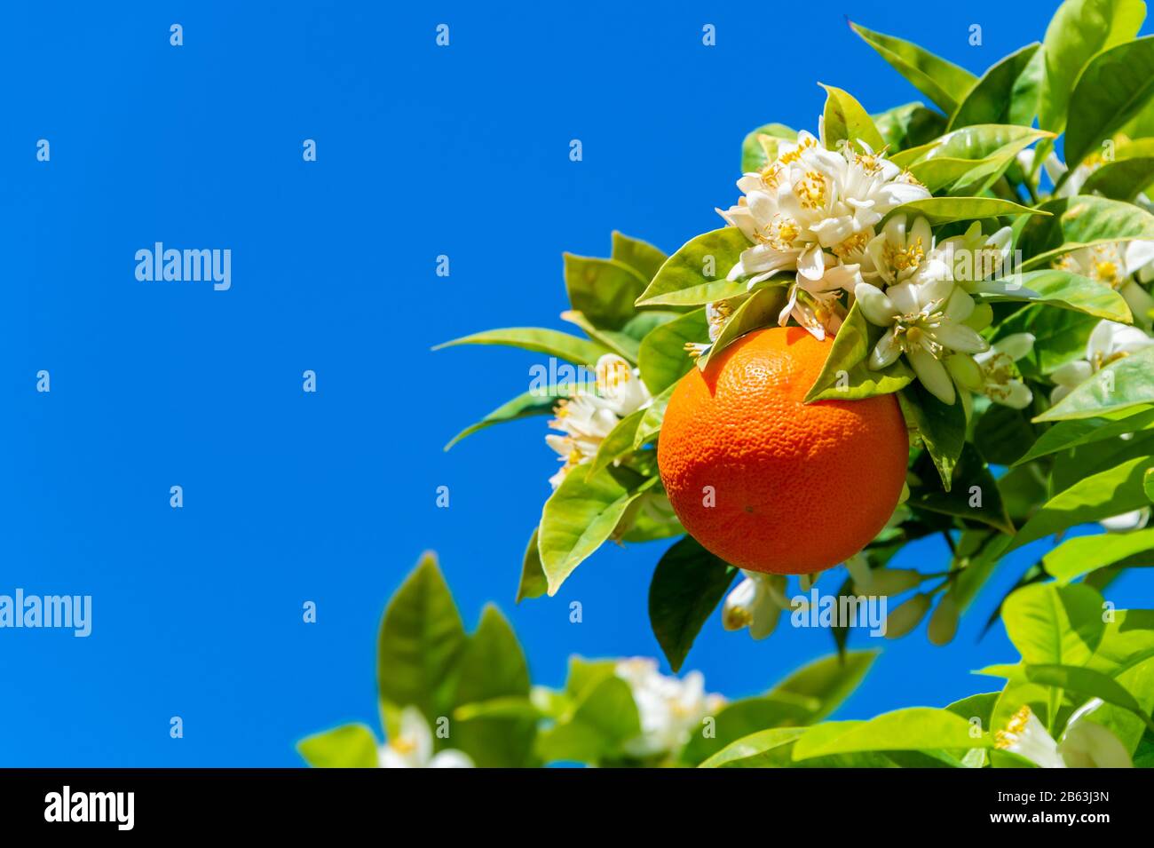 Orange Tree Blossom High Resolution Stock Photography and Images Alamy