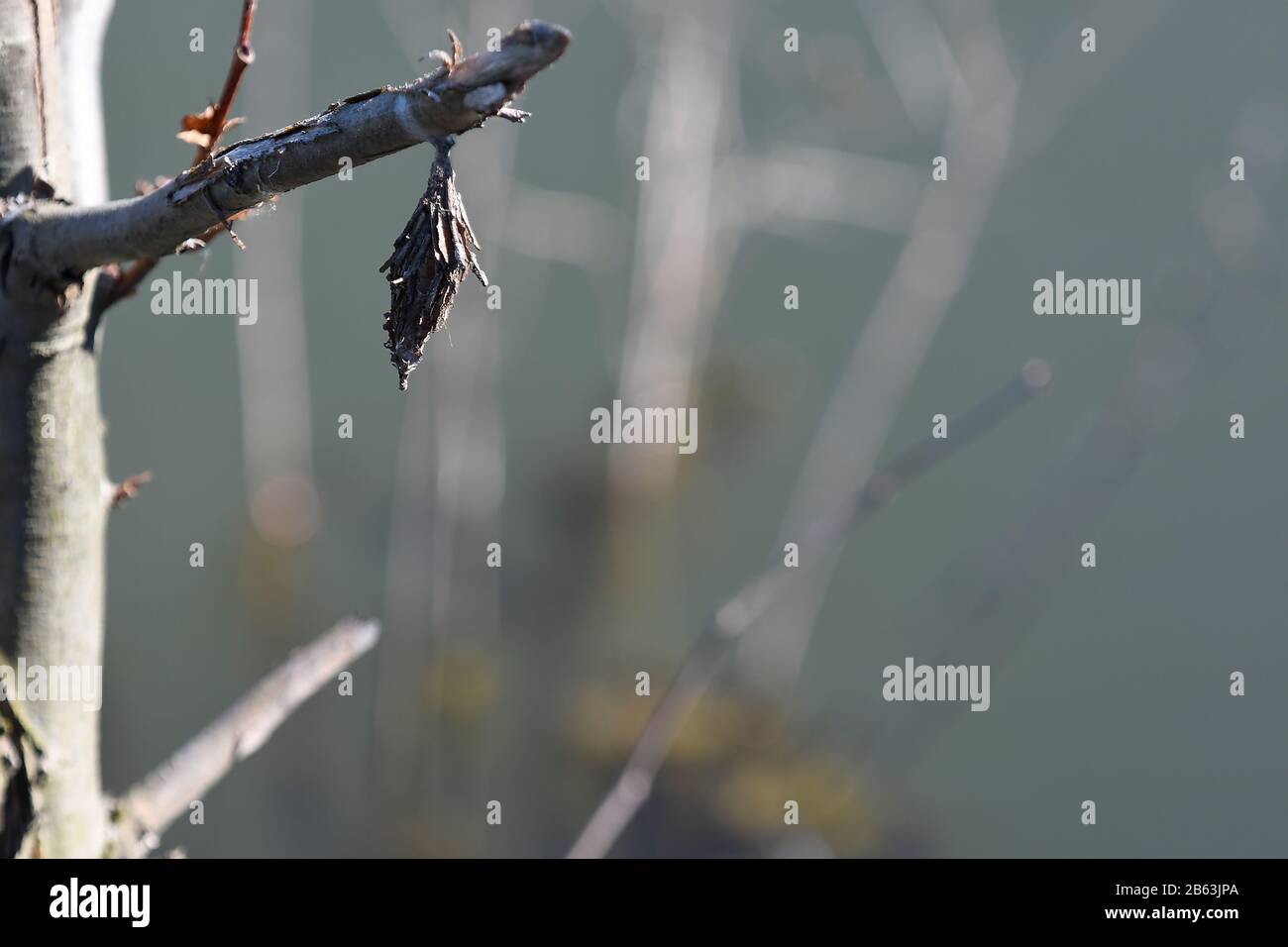 Bagworm Moth cocoon hanging from tree limb winter time Stock Photo Alamy