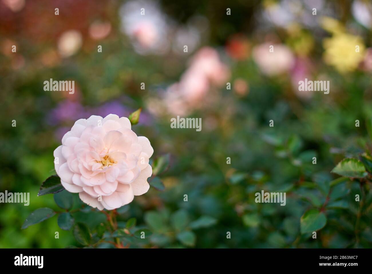 One pile purple flower head. Stock Photo