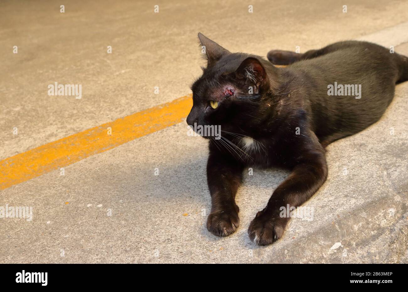 Side view of a black cat with open wound at the head after fighting with another cat, he is lying down on the floor to relax Stock Photo