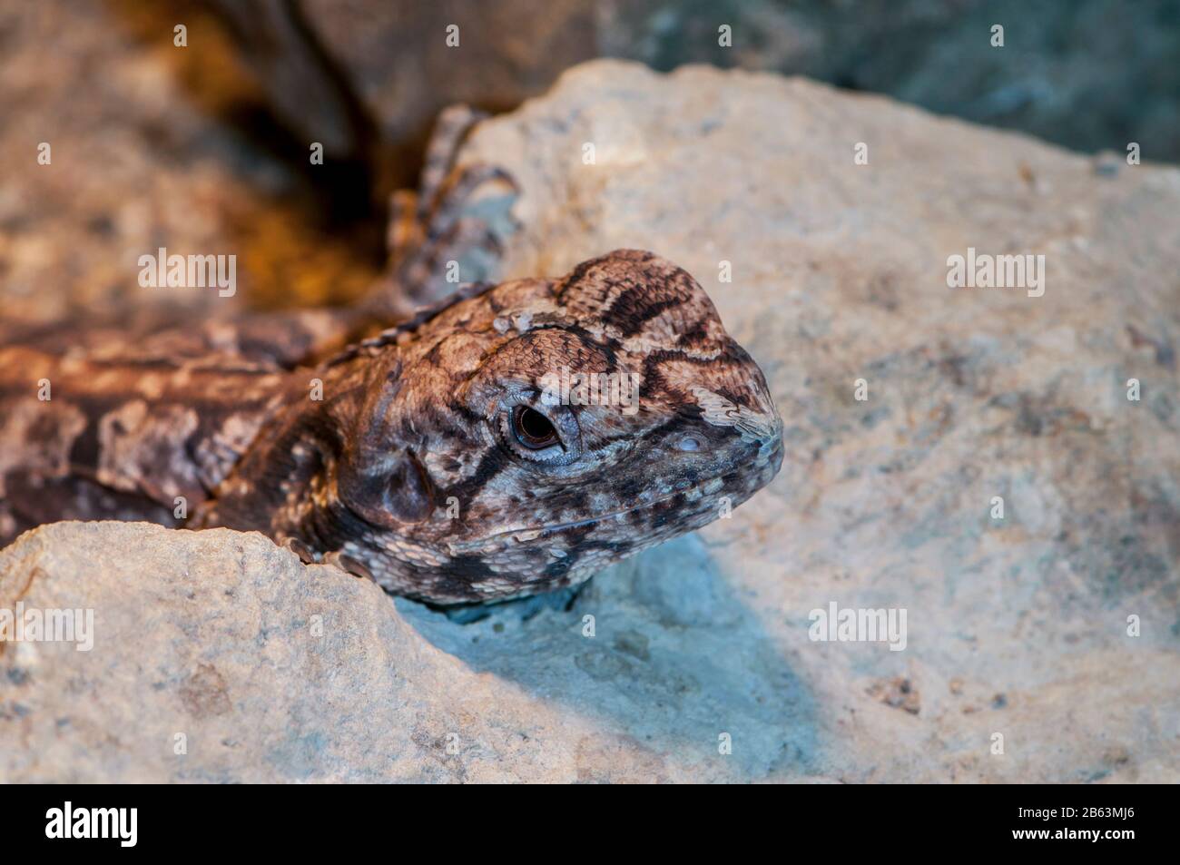 Reptile and amphibian discovery zoo hires stock photography and images