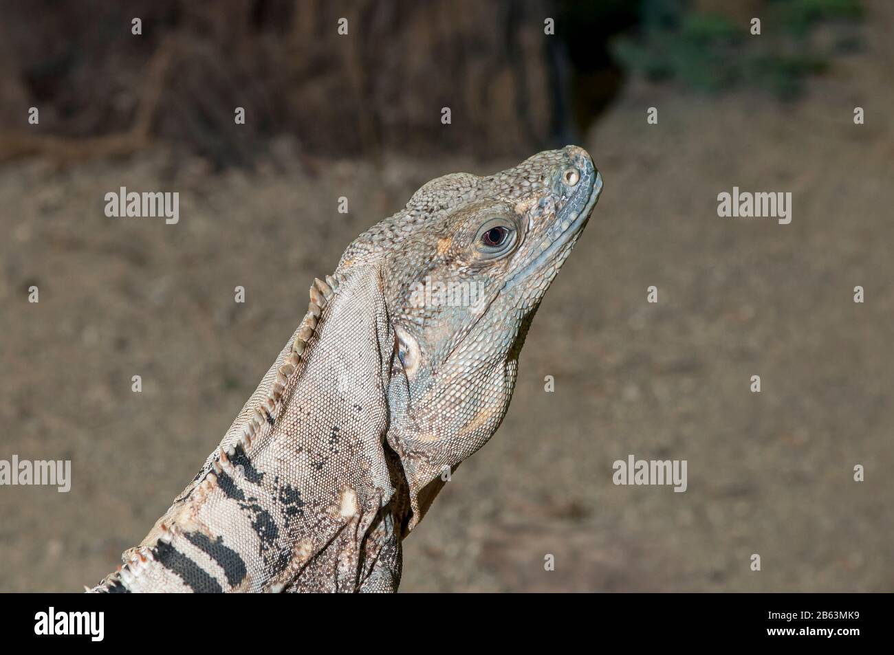 Reptile and Amphibian Discovery Zoo, Owatonna, Minnesota. Mexican Spiny
