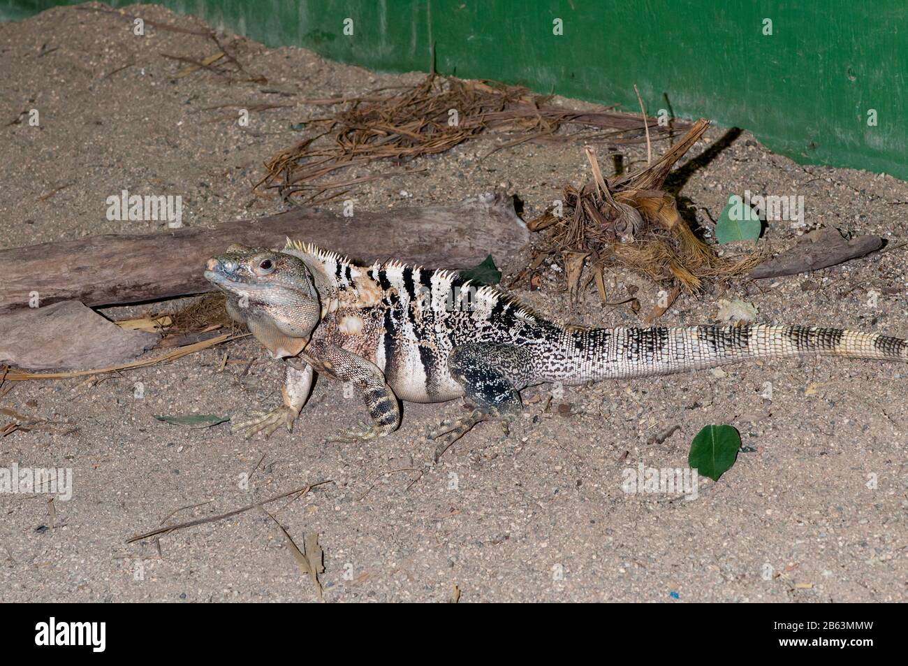 Reptile and Amphibian Discovery Zoo, Owatonna, Minnesota. Mexican Spiny