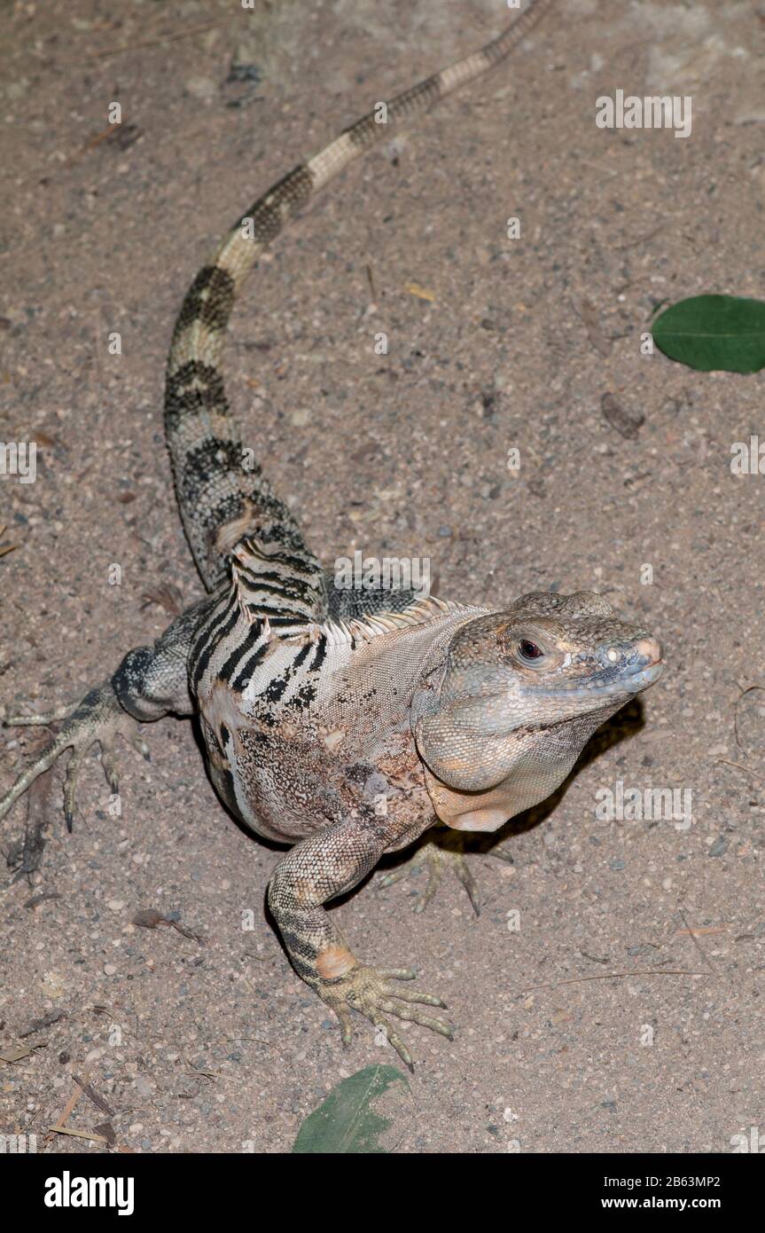 Reptile and Amphibian Discovery Zoo, Owatonna, Minnesota. Mexican Spinytailed Iguana
