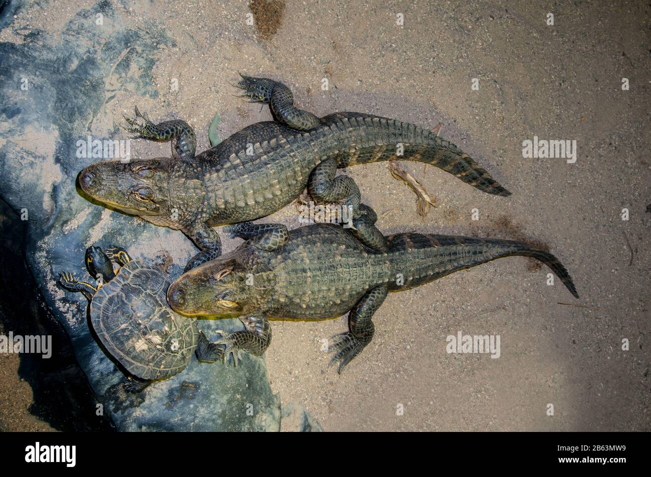 Owatonna, Minnesota. Reptile and Amphibian Discovery Zoo. Two 13 year