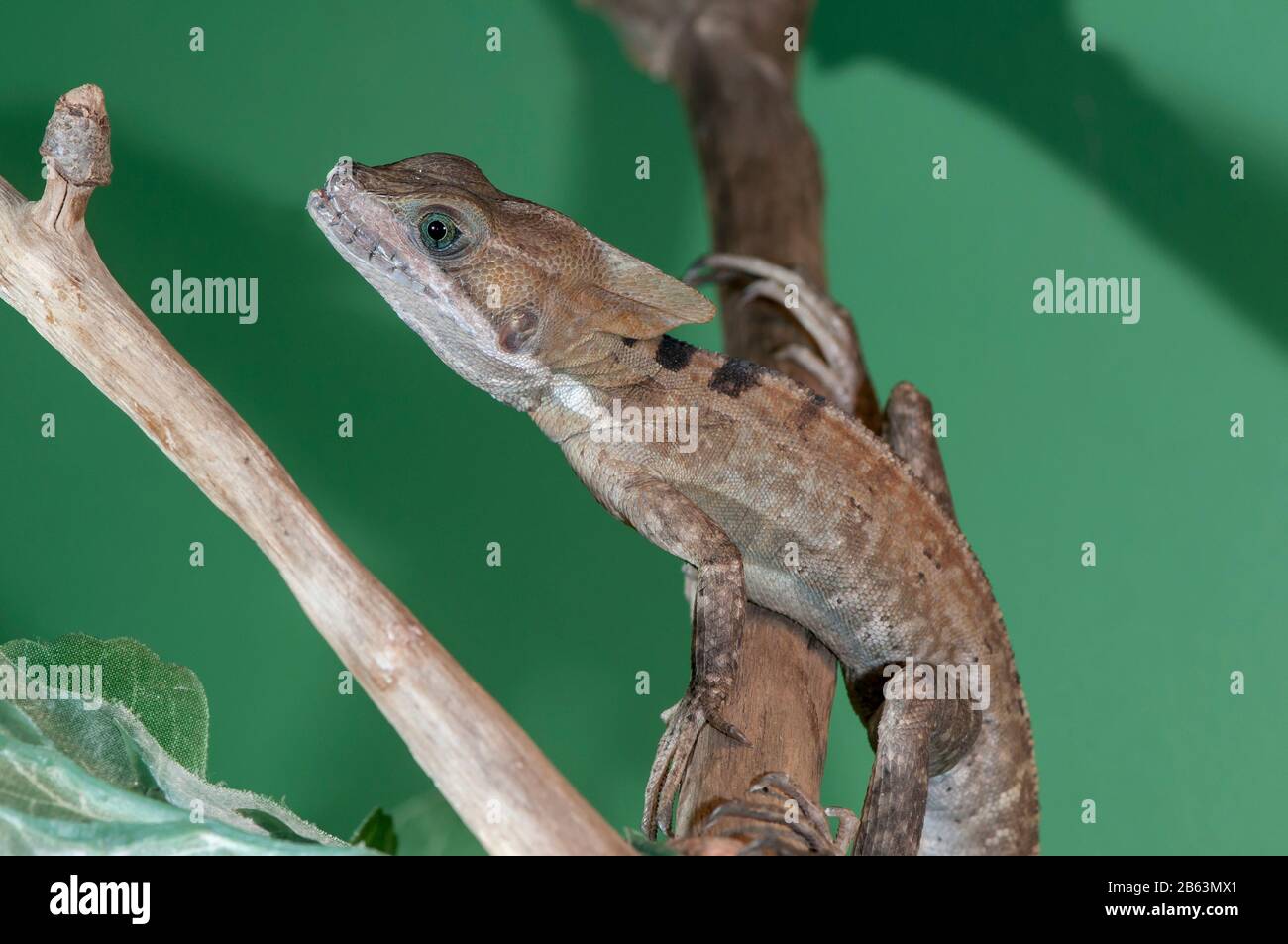 Owatonna, Minnesota. Reptile and Amphibian Discovery Zoo. Brown