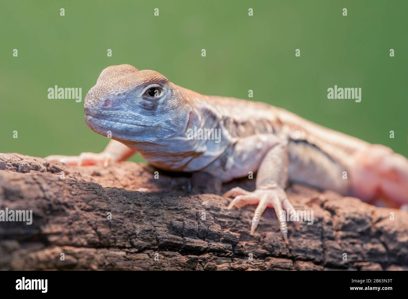 Owatonna, Minnesota.  Reptile and Amphibian Discovery Zoo.  Butterfly Agama,  Leiolepis belliana. Stock Photo