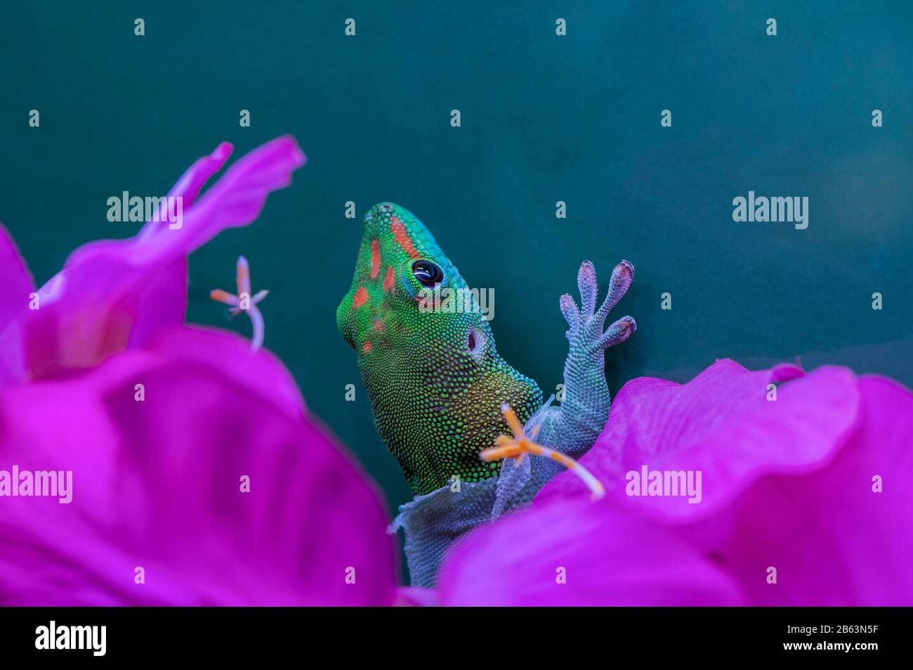 Owatonna, Minnesota. Reptile and Amphibian Discovery Zoo. Madagascar