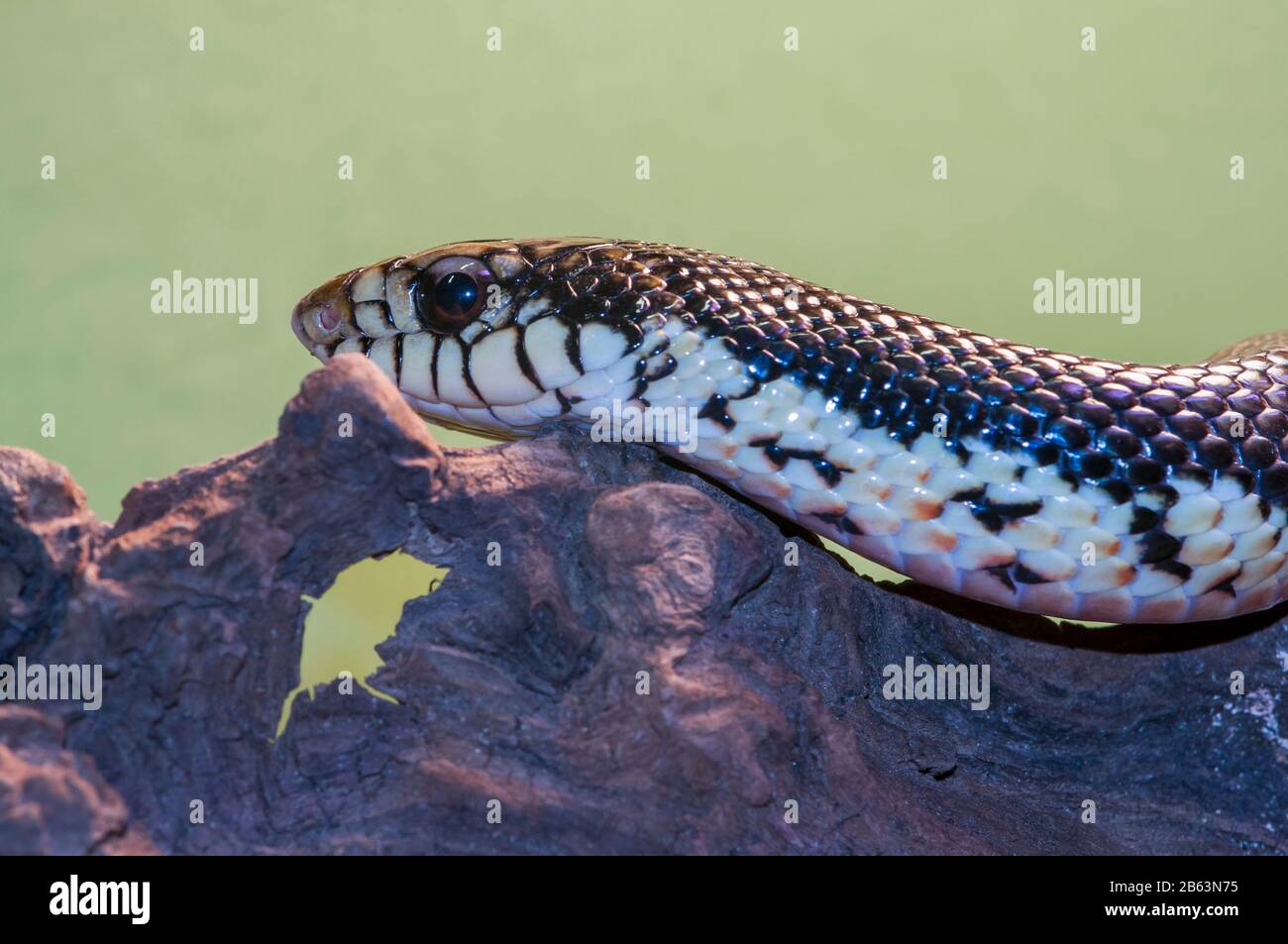 Owatonna, Minnesota. Reptile and Amphibian Discovery Zoo. Madagastar