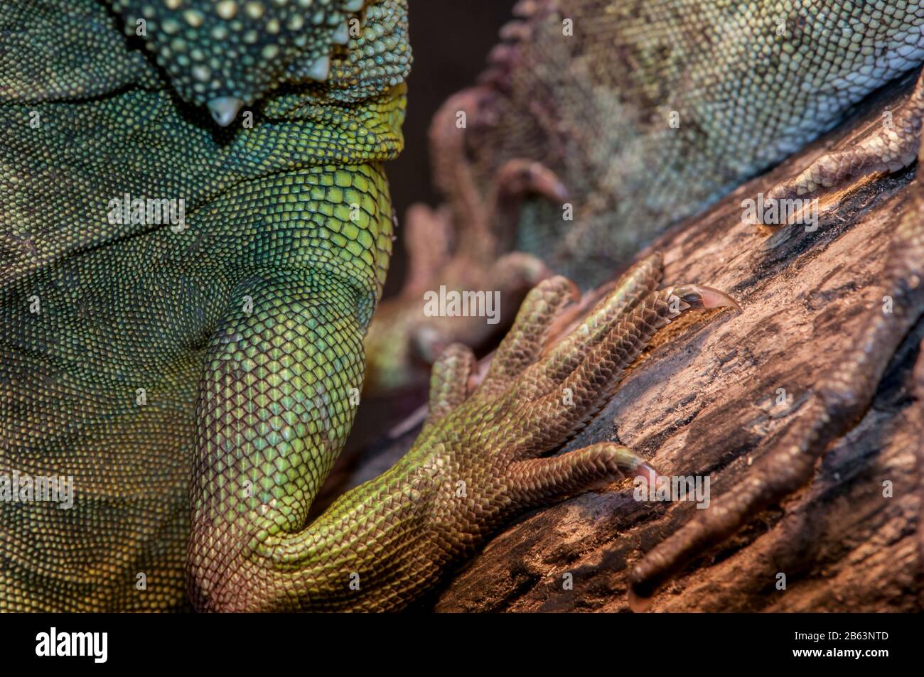 Owatonna, Minnesota. Reptile and Amphibian Discovery Zoo. Chinese Water