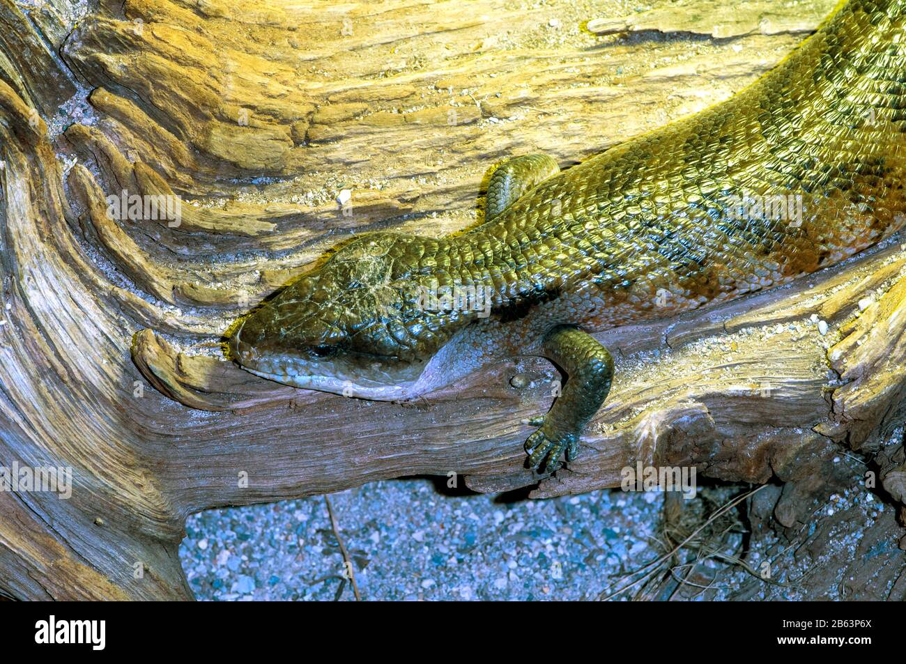 Tiliqua gigas hires stock photography and images Alamy