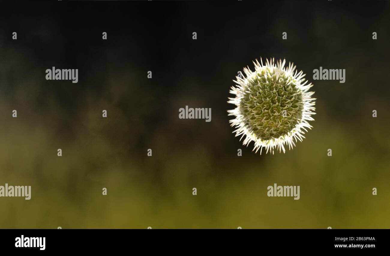 A thistle flower with the shape of coronavirus Stock Photo