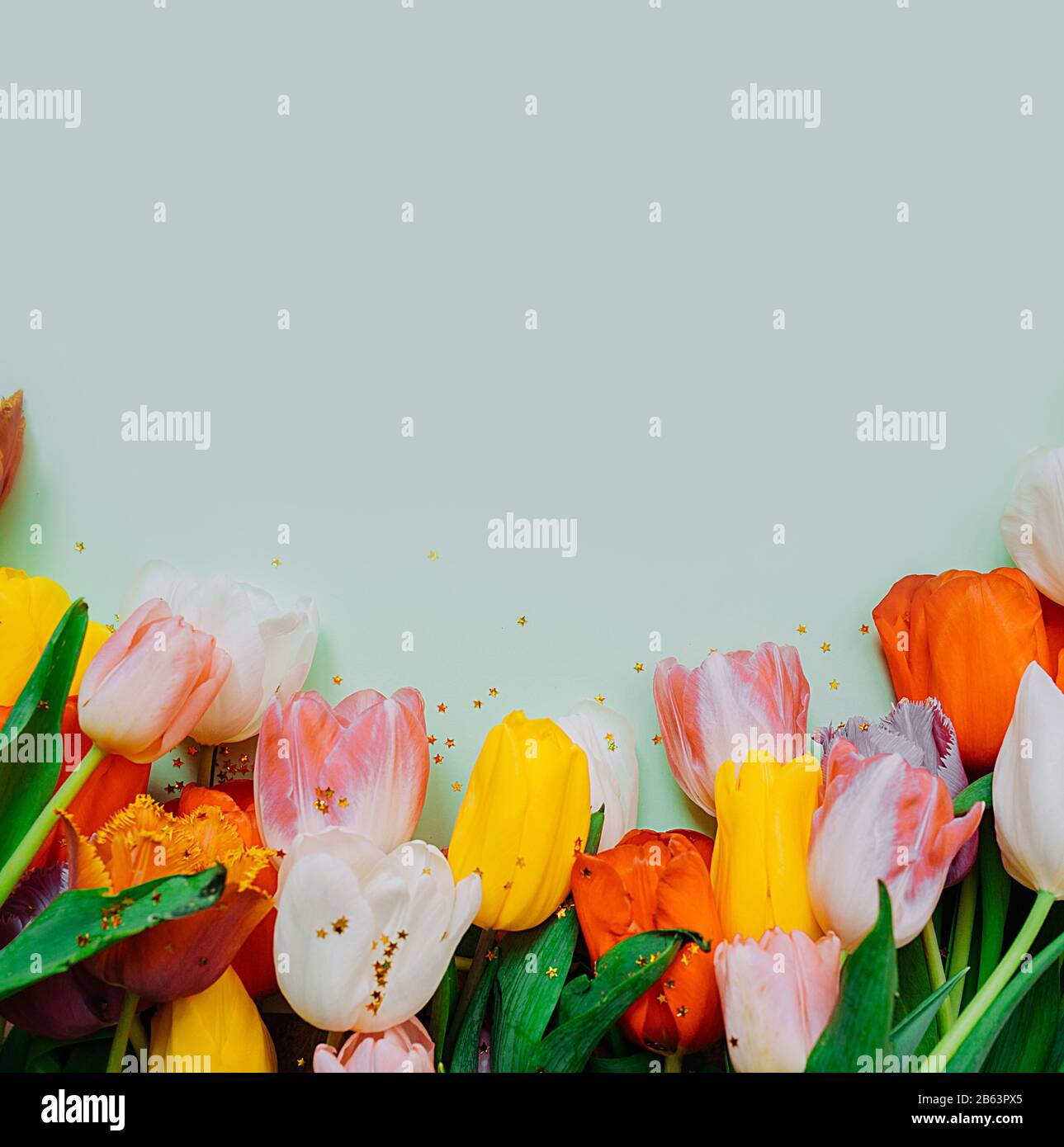 Holiday layout for greetings. frame of multi-Colored bouquets of tulips with gold stars sequins on a light blue background. Stock Photo