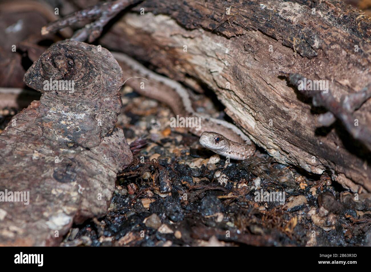 Owatonna, Minnesota. Reptile and Amphibian Discovery Zoo. Brown Snake