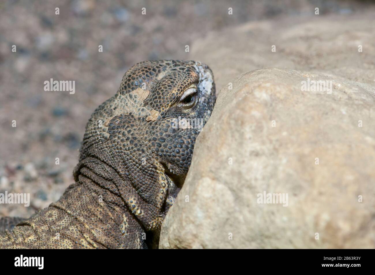Owatonna, Minnesota. Reptile and Amphibian Discovery Zoo. Mali Uromastyx, Uromastyx maliensis