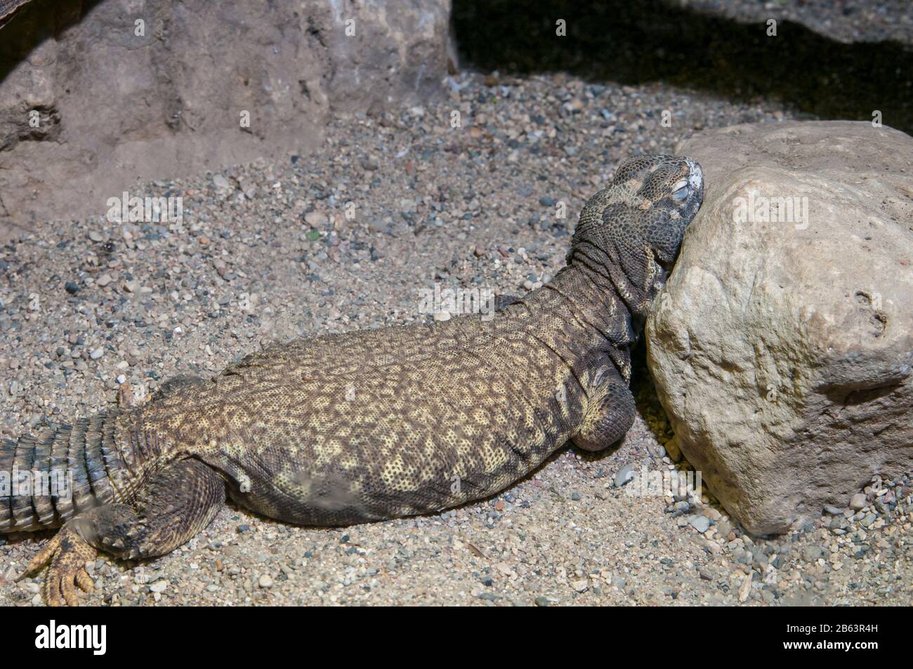 Owatonna, Minnesota. Reptile and Amphibian Discovery Zoo. Mali