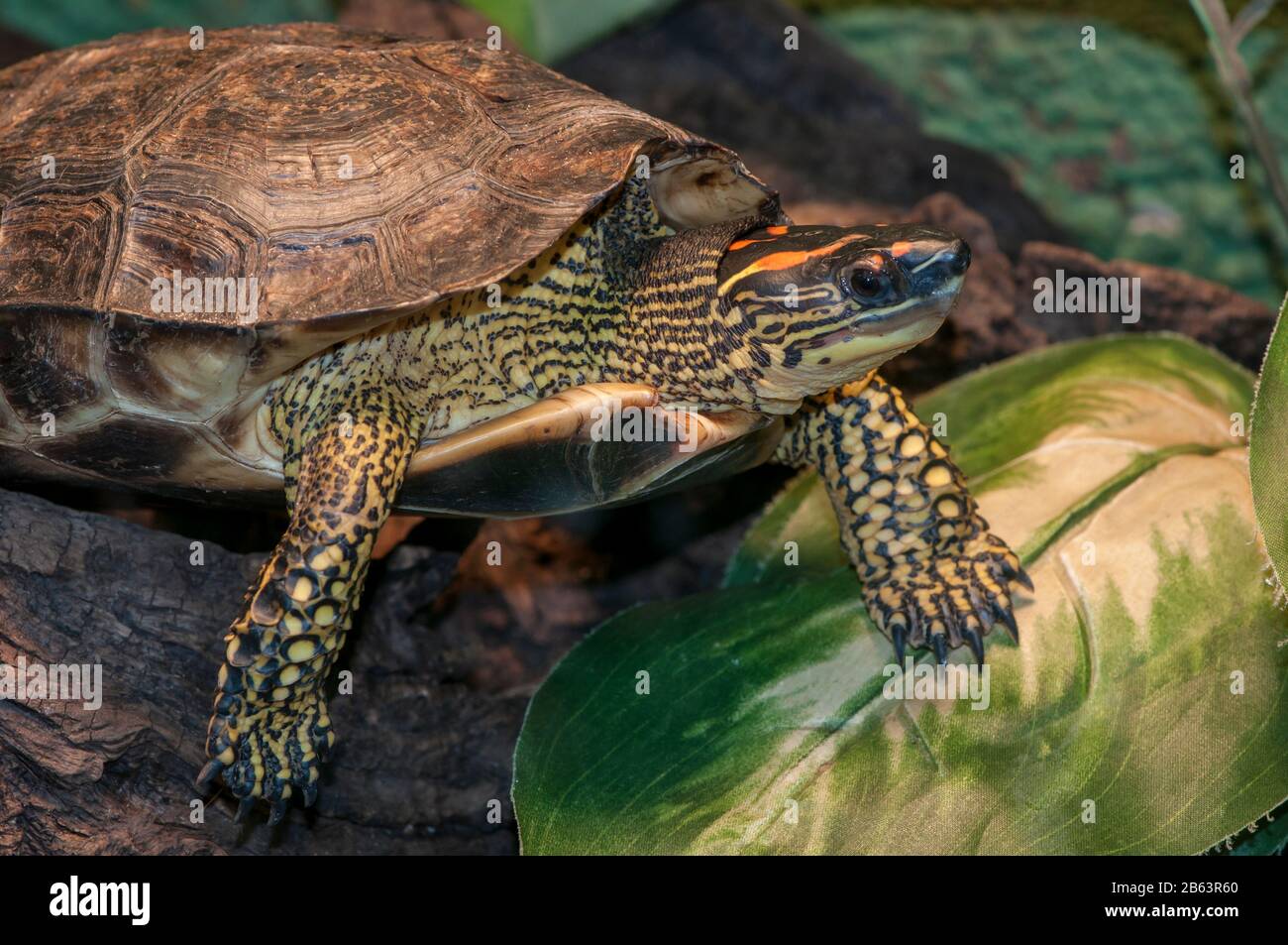 Wood turtle hires stock photography and images Alamy
