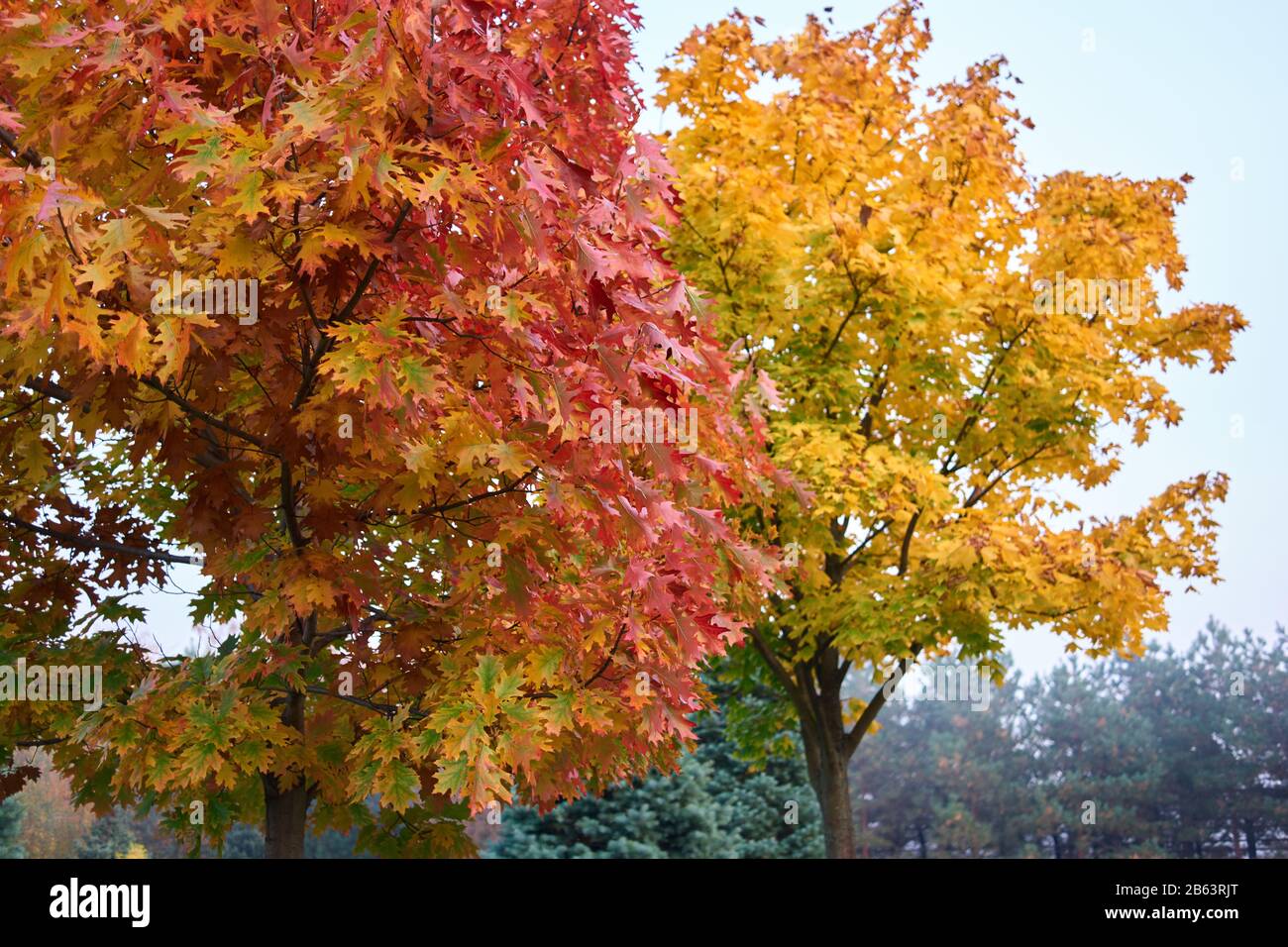Oak tree with red autumn leaves hi-res stock photography and images - Alamy