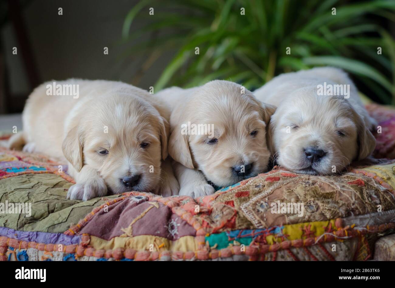 New Born Golden Retriever Puppies Hi res Stock Photography And Images New Born Golden Retriever Puppies Hi res Stock Photography And Images