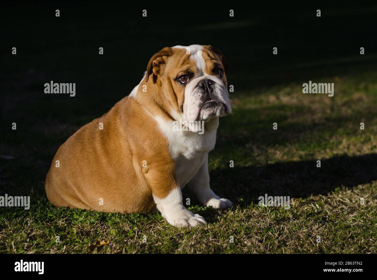 English white and brown female bulldog sitting on the grass Stock Photo