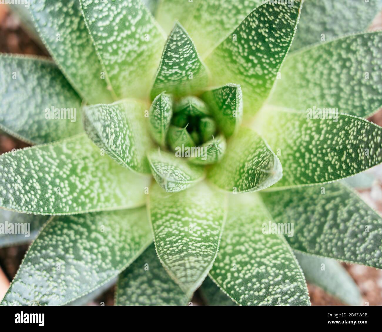 Closeup top view of a gasteria succulent plant, Xanthorrhoeaceae family Stock Photo