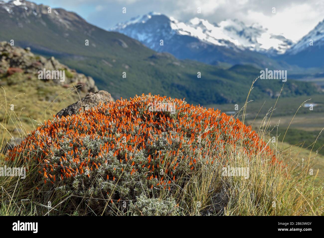 A beautifully blossoming Anarthrophyllum desideratum bush, locally also called mata guanaco, with mountain scenery near El Chalten, Los glaciares nati Stock Photo