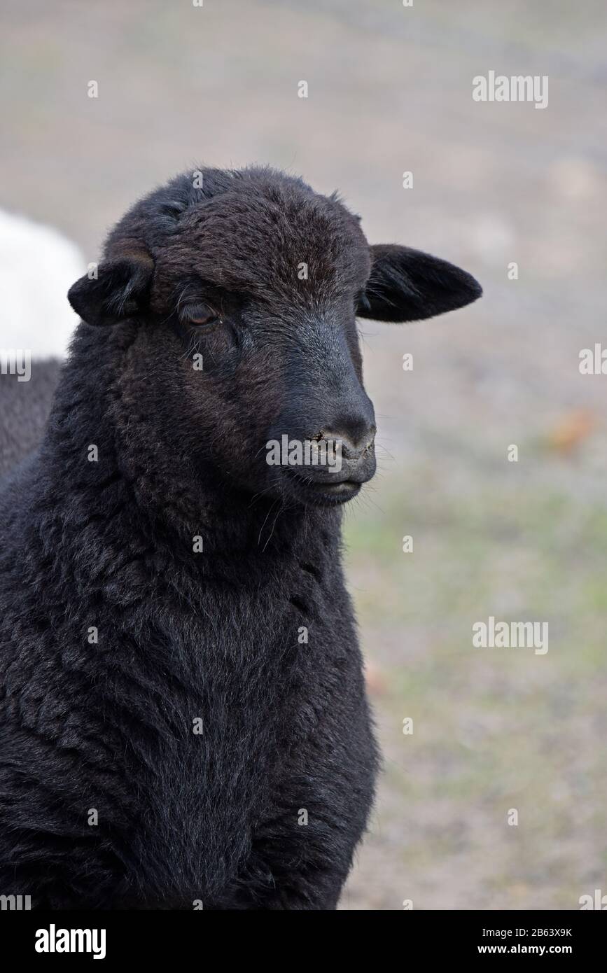 all black dorper sheep lamb Stock Photo - Alamy