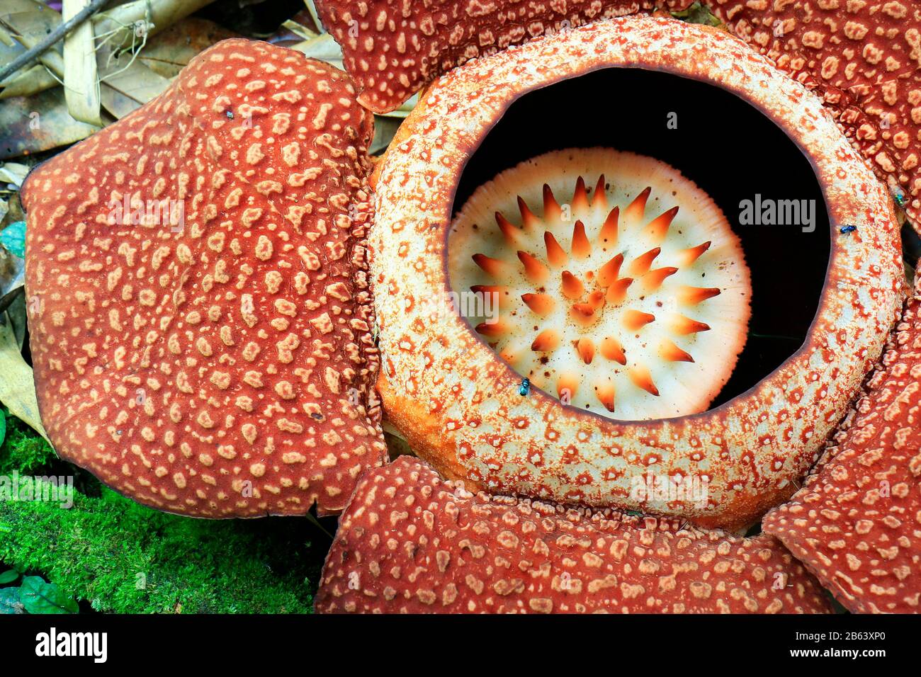 Rafflesia flower blossom in the rainforest of borneo, Malaysia Stock Photo