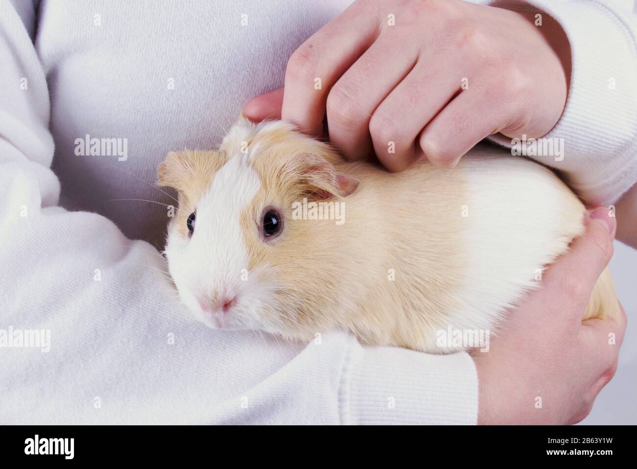 Guinea Pig Being Petted and cradled in the arms of a person or child, close up. Stock Photo