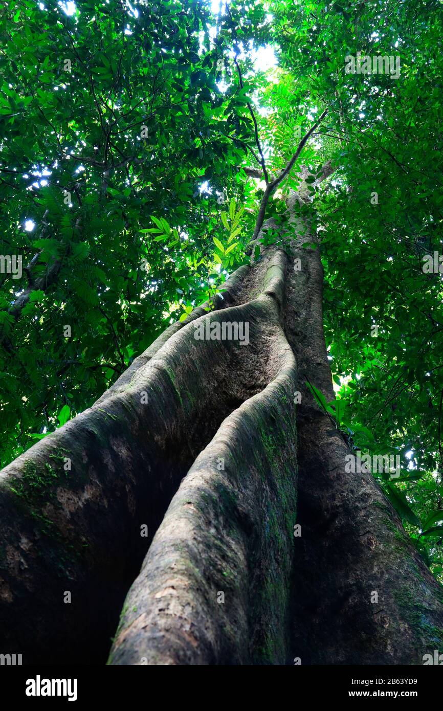 Trees in the rainforest Stock Photo Alamy