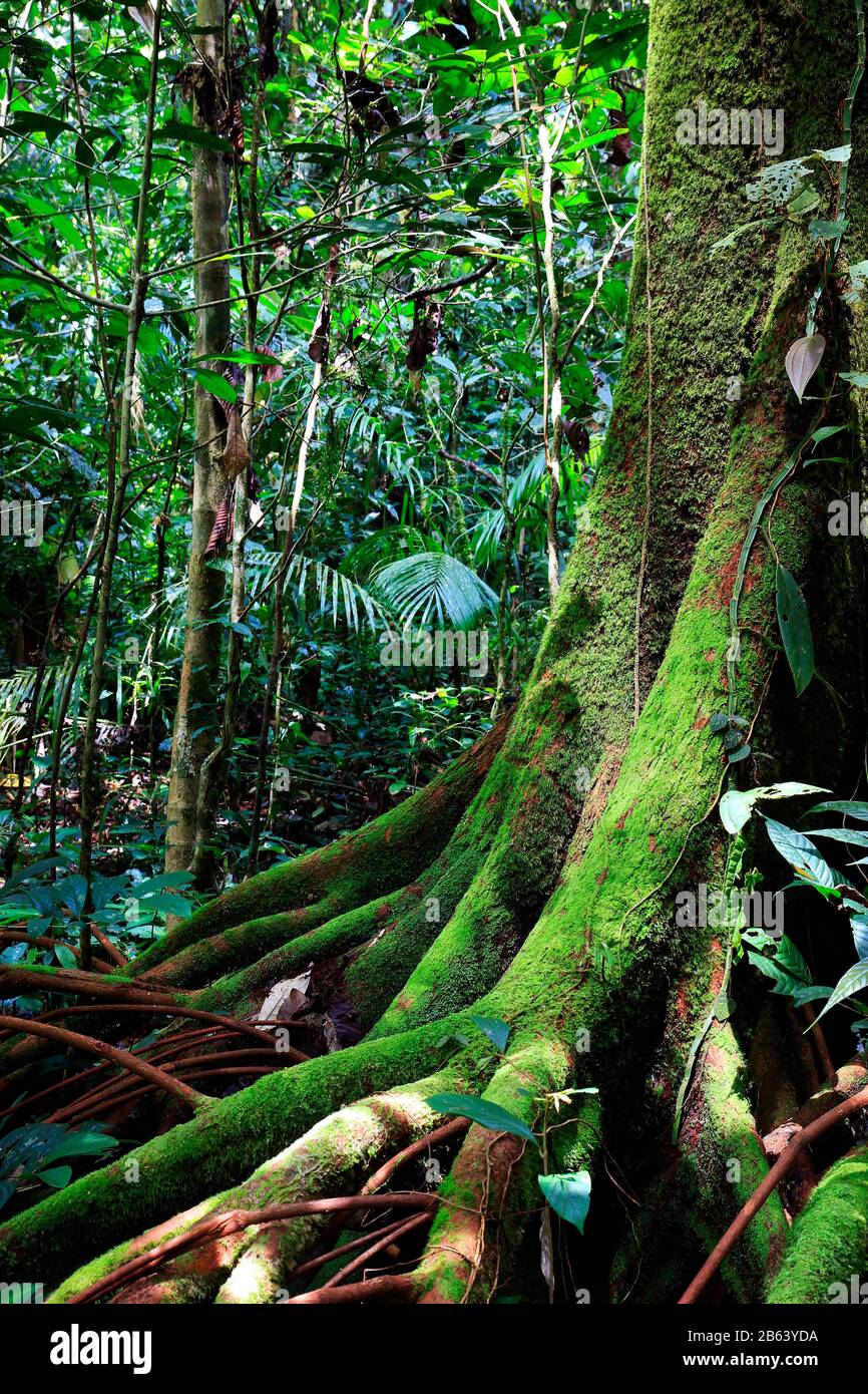 Trees in the rainforest Stock Photo Alamy