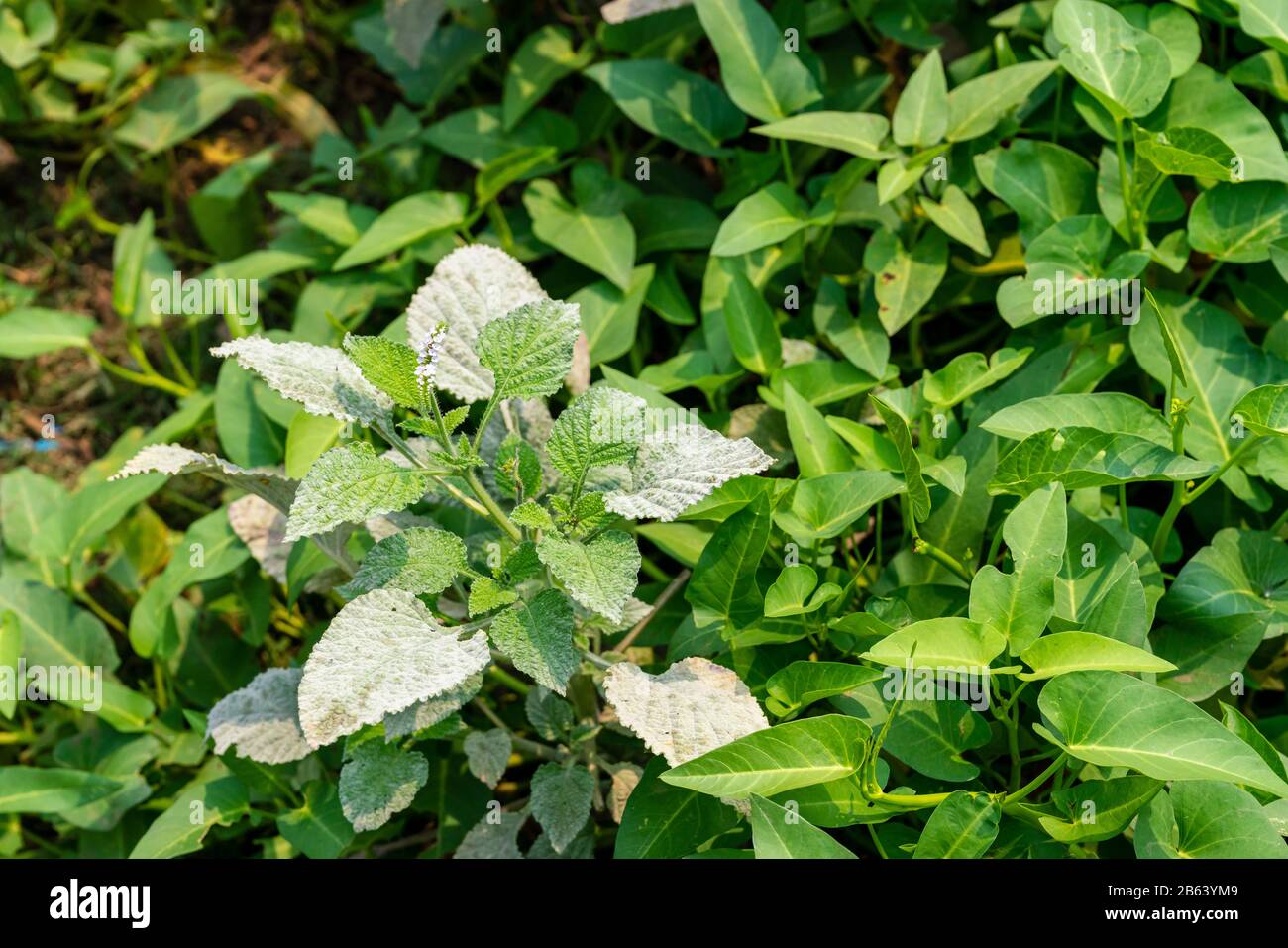 Powdery mildew, a garden fungus disease, on green leaves Stock Photo