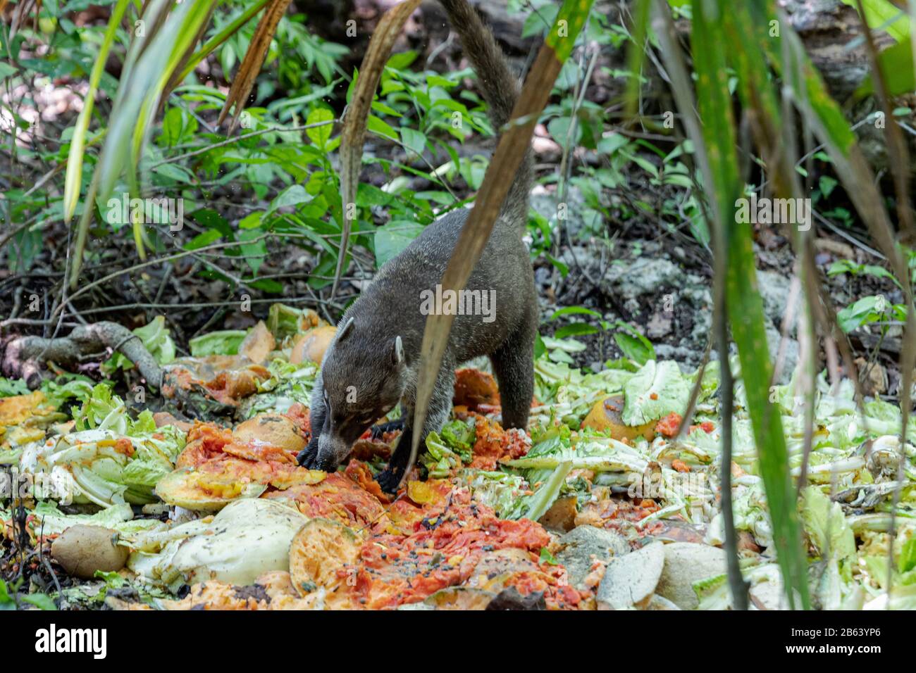 A Coati is seen eating in an area near the forest on September 27, 2019 in Cancun, Mexico. Its habitat extends from northern Mexico to South America; They live in the jungle and in places where there is a lot of humidity, these mammals are around the garbage and waste that people throw in natural areas. The coatis are omnivorous and usually feed on fruits, carrion, insects and eggs, due to the conditions generated by man invading their spaces, these animals have had to find themselves in the need to travel the streets and sniff through the garbage to find food (Photo by Eyepix Group/Pacific Pr Stock Photo