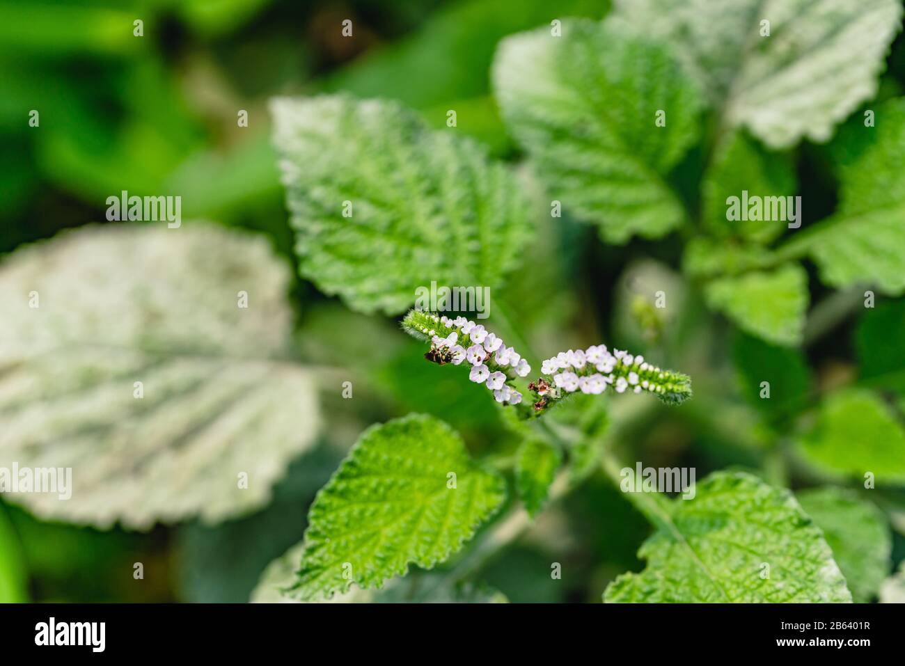 Powdery mildew, a garden fungus disease, on green leaves. Stock Photo