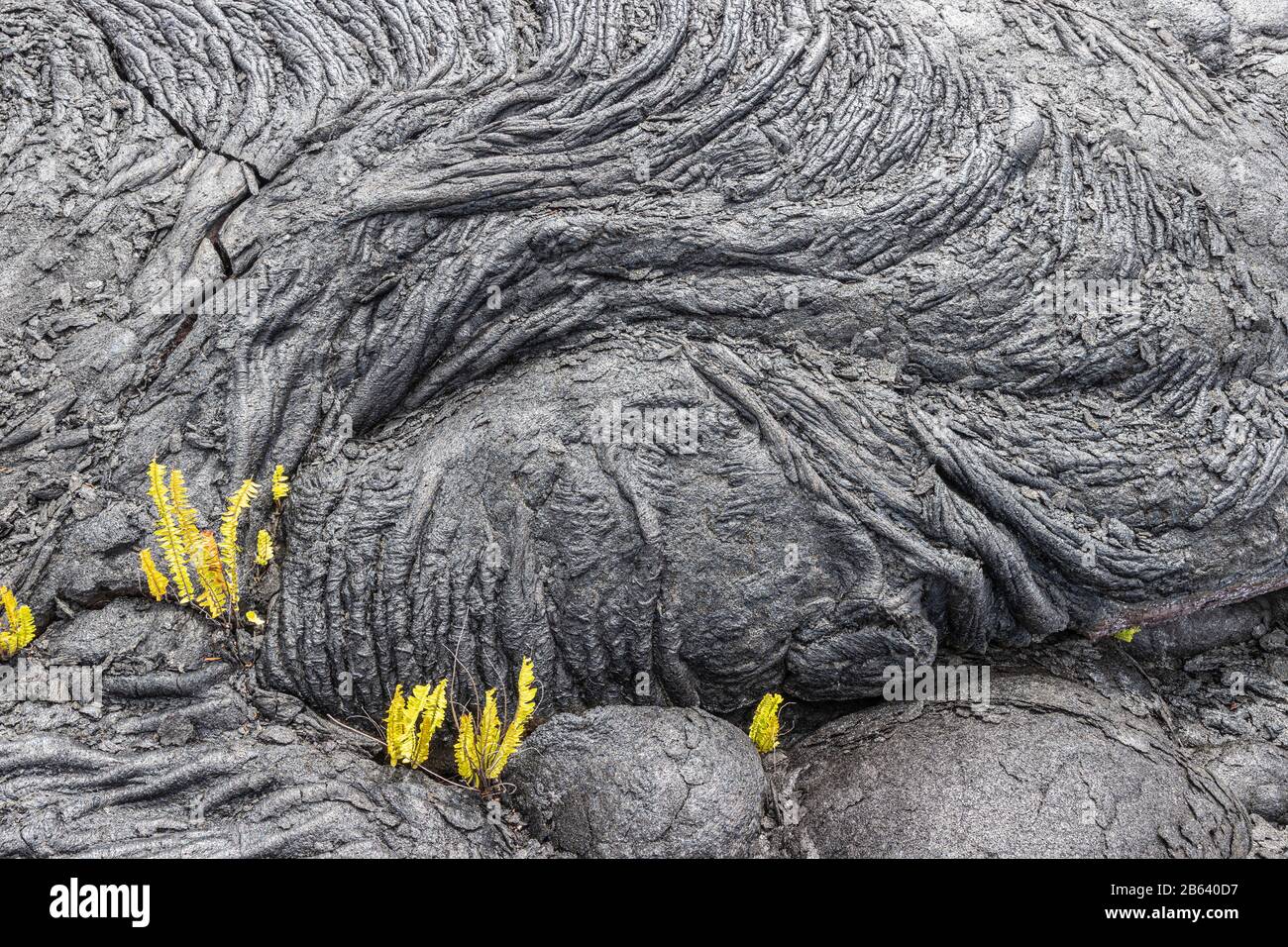 Pahoehoe Lava near Chain of Craters Rd, Hawaii Stock Photo - Alamy