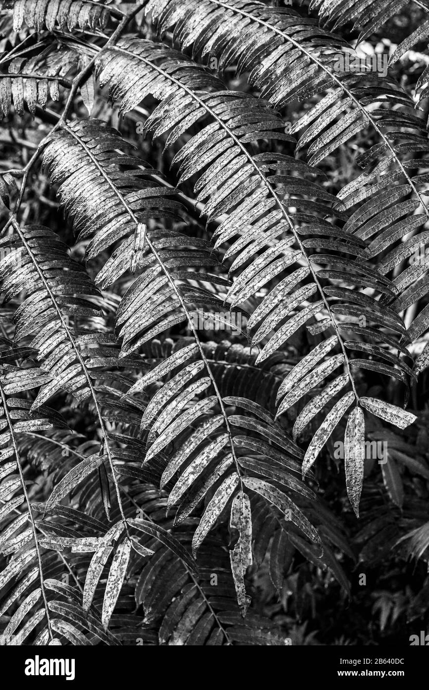 Elephant Fern, Hawaii Tropical Botanical Garden Stock Photo