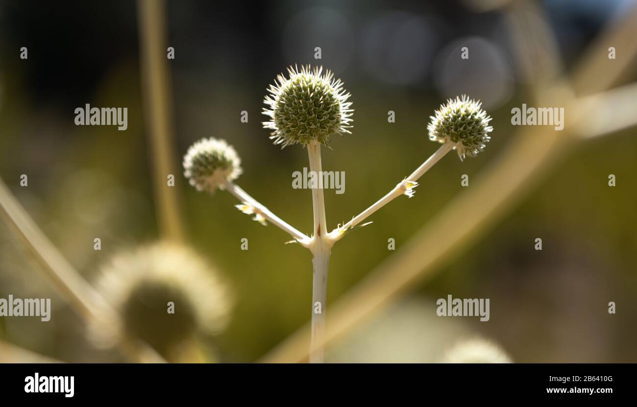 it´s a thistle flower shown as a winner Stock Photo