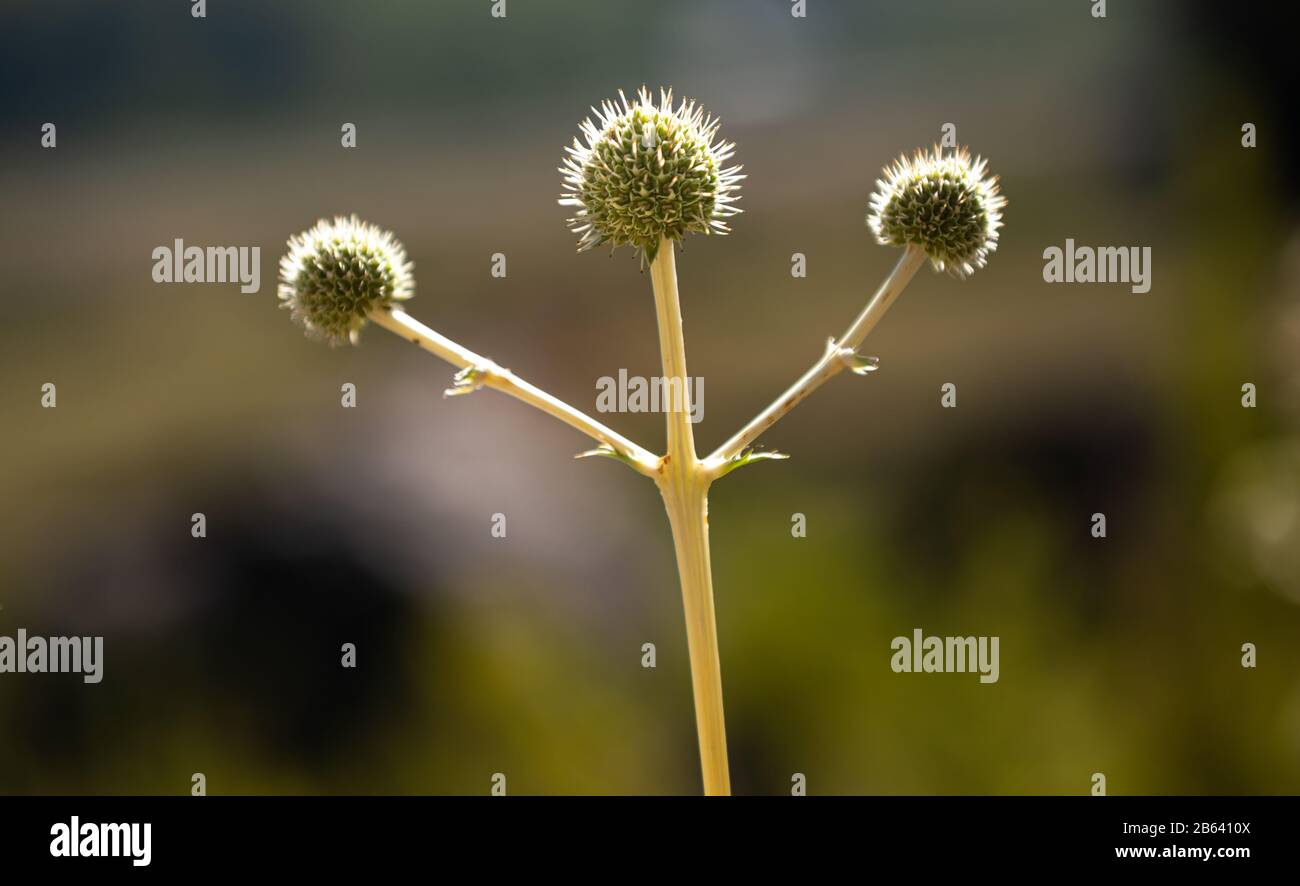 it´s a thistle flower shown as a winner Stock Photo