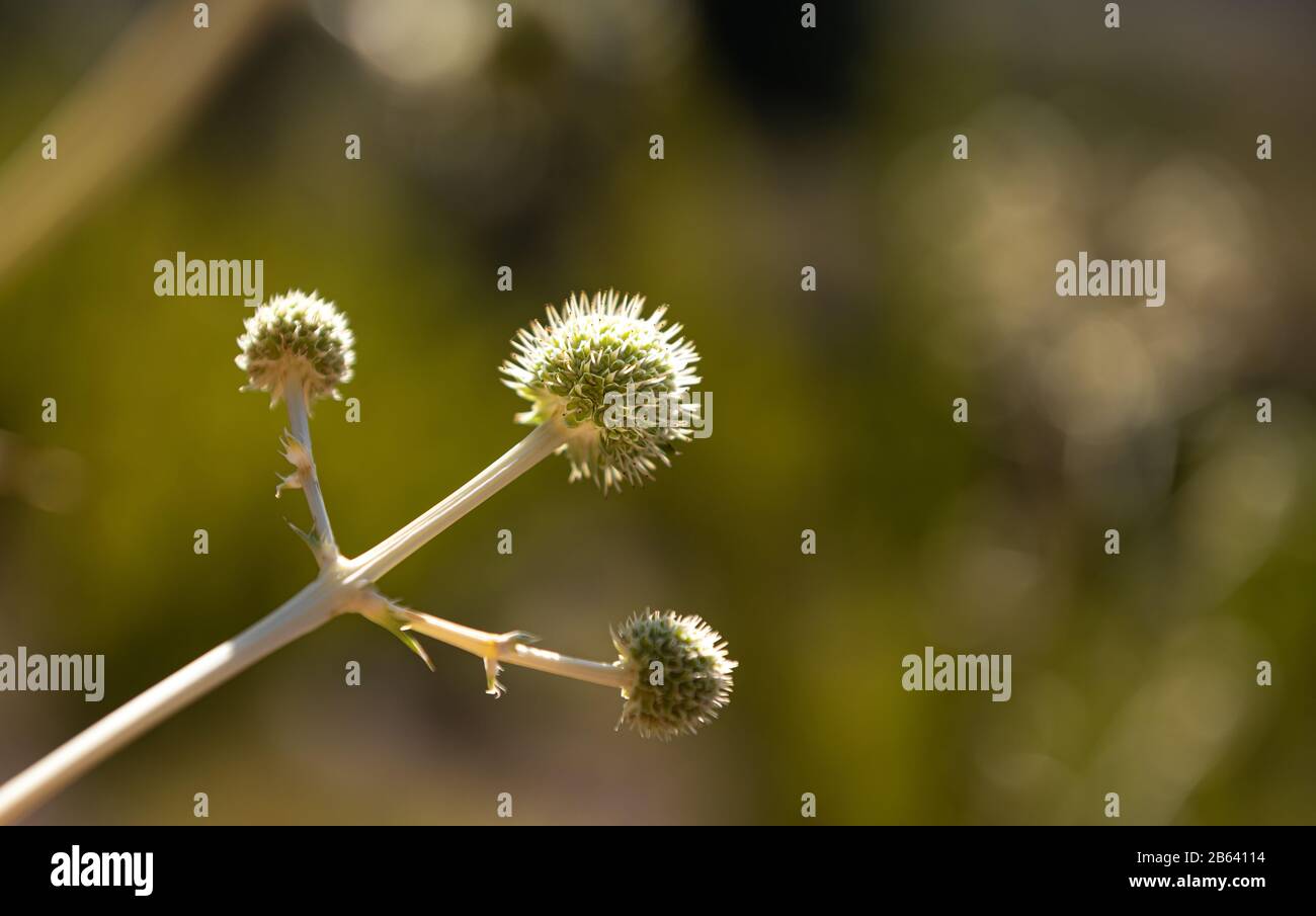 it´s a thistle flower shown as a winner Stock Photo