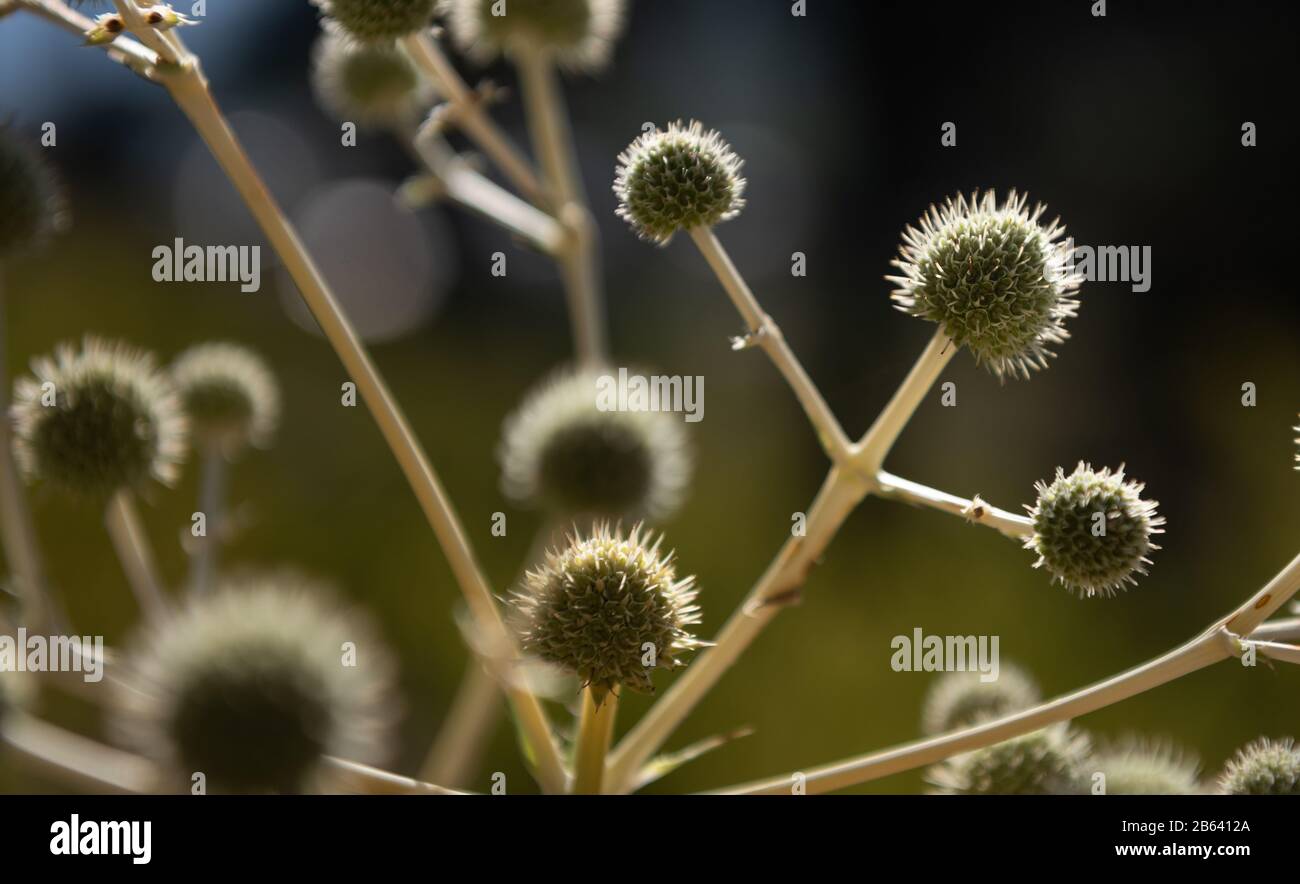 it´s a thistle flower shown as a winner Stock Photo
