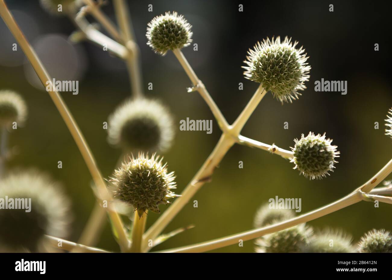 it´s a thistle flower shown as a winner Stock Photo