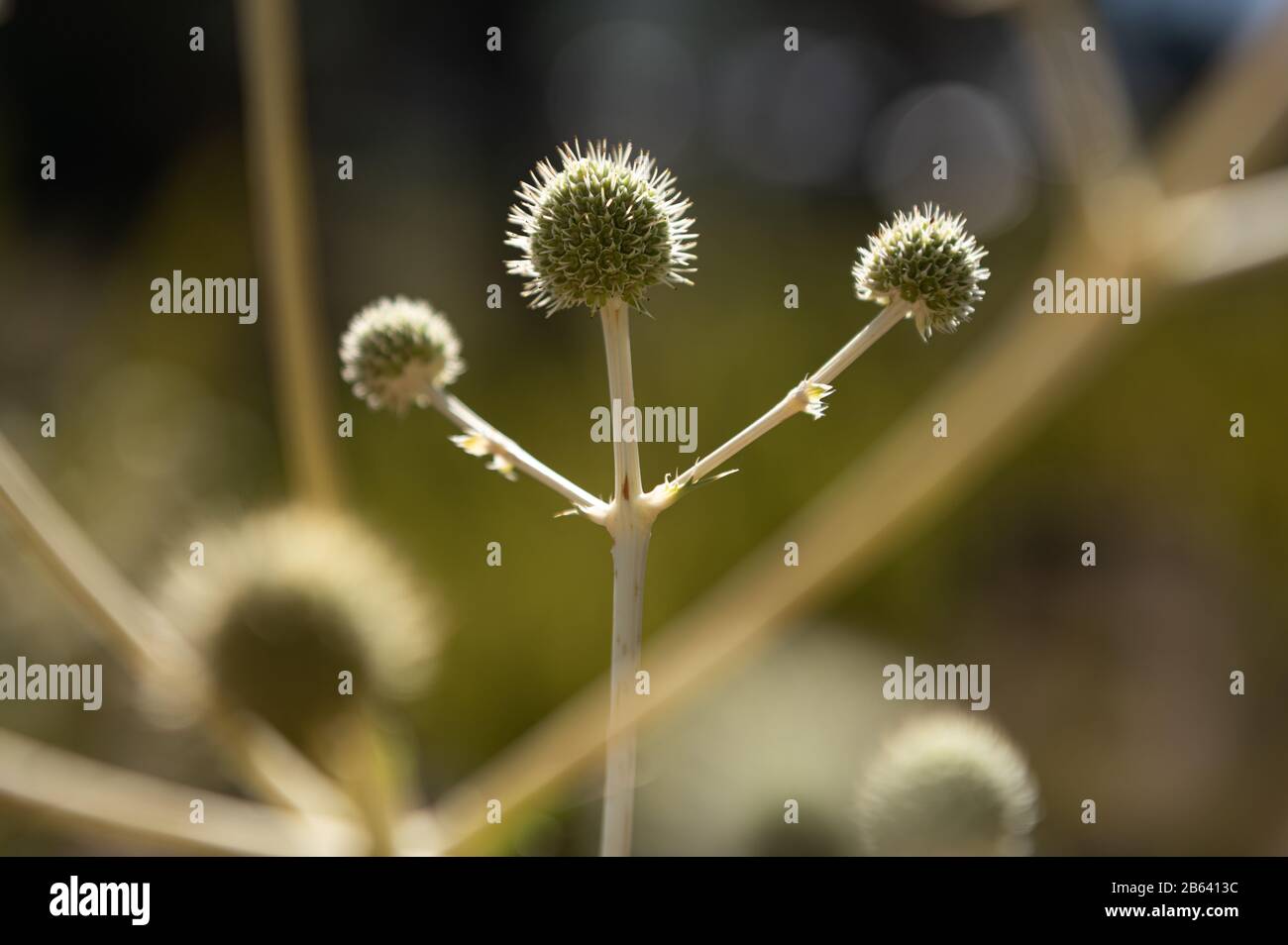 it´s a thistle flower shown as a winner Stock Photo