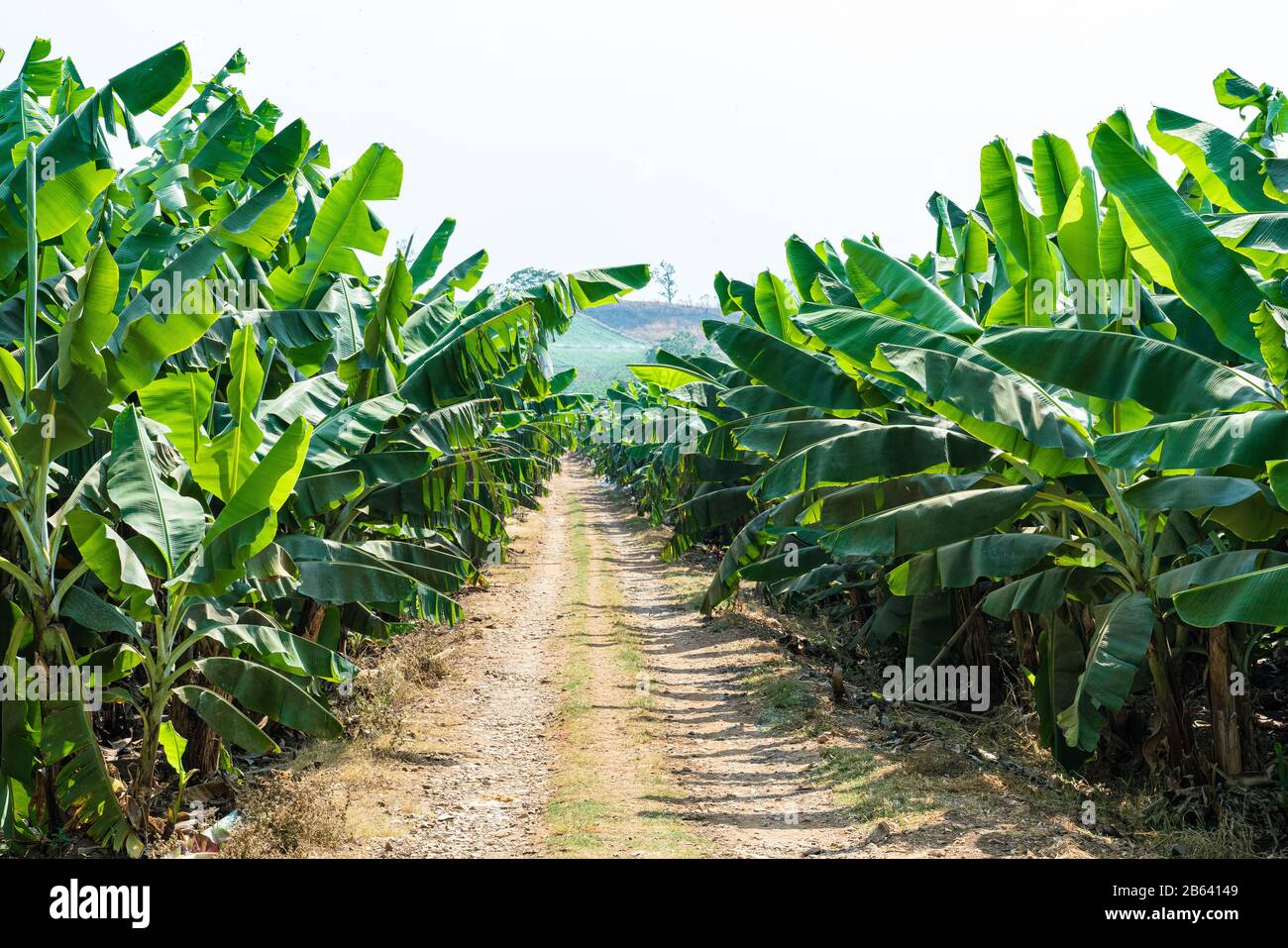 Banana Garden is growing up,Fresh banana is growing up,Banana garden Stock Photo Alamy