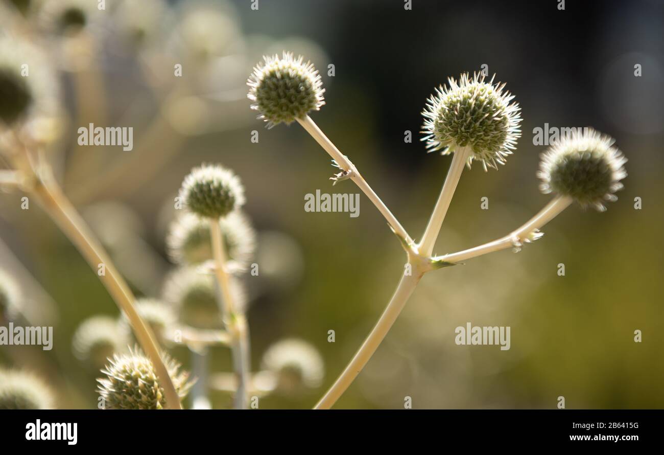 it´s a thistle flower shown as a winner Stock Photo