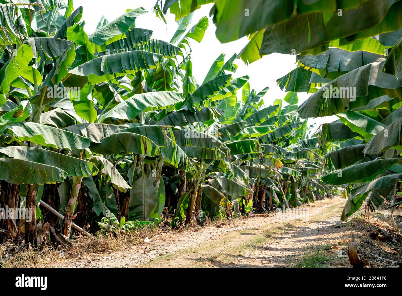 Banana Garden is growing up,Fresh banana is growing up,Banana garden