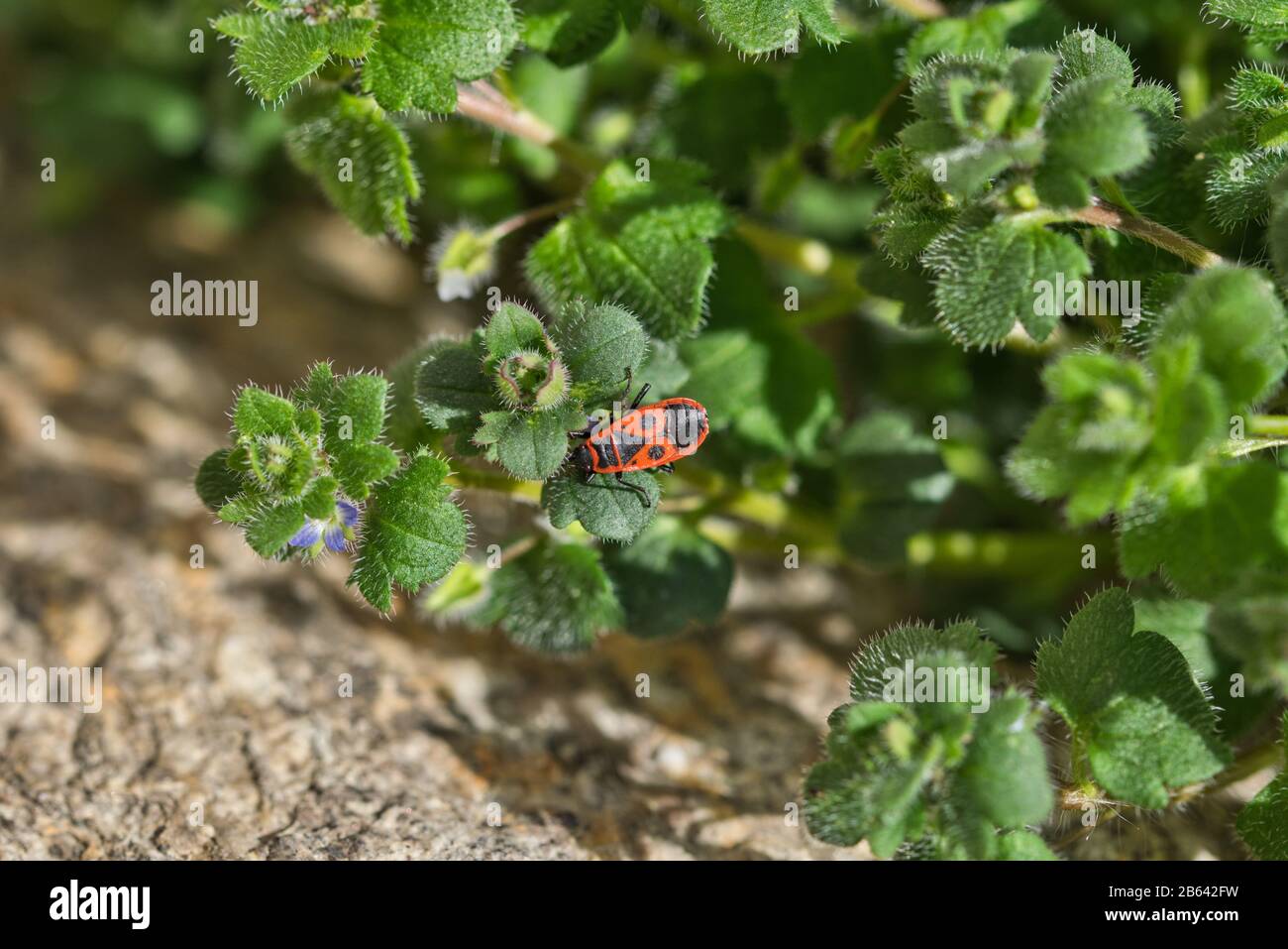 Fire bug on speedwell Stock Photo