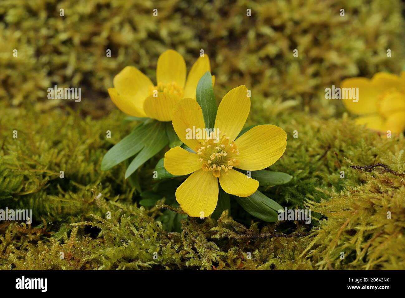 Winter aconites (Eranthis hyemalis), open flower, wild, North Rhine-Westphalia, Germany Stock Photo