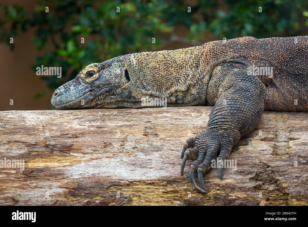 Komodo dragon or Komodo dragon or (Varanus komodoensis) lies on a tree trunk, side view, captive, St. Augustine Alligator Farm Zoological Park, St. Stock Photo