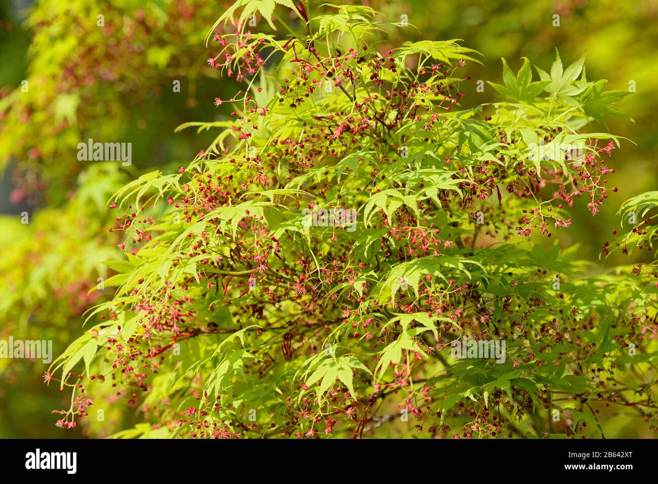 Smooth Japanese maple (Acer palmatum), branch with fresh leaves and flowers in spring, North Rhine-Westphalia, Germany Stock Photo