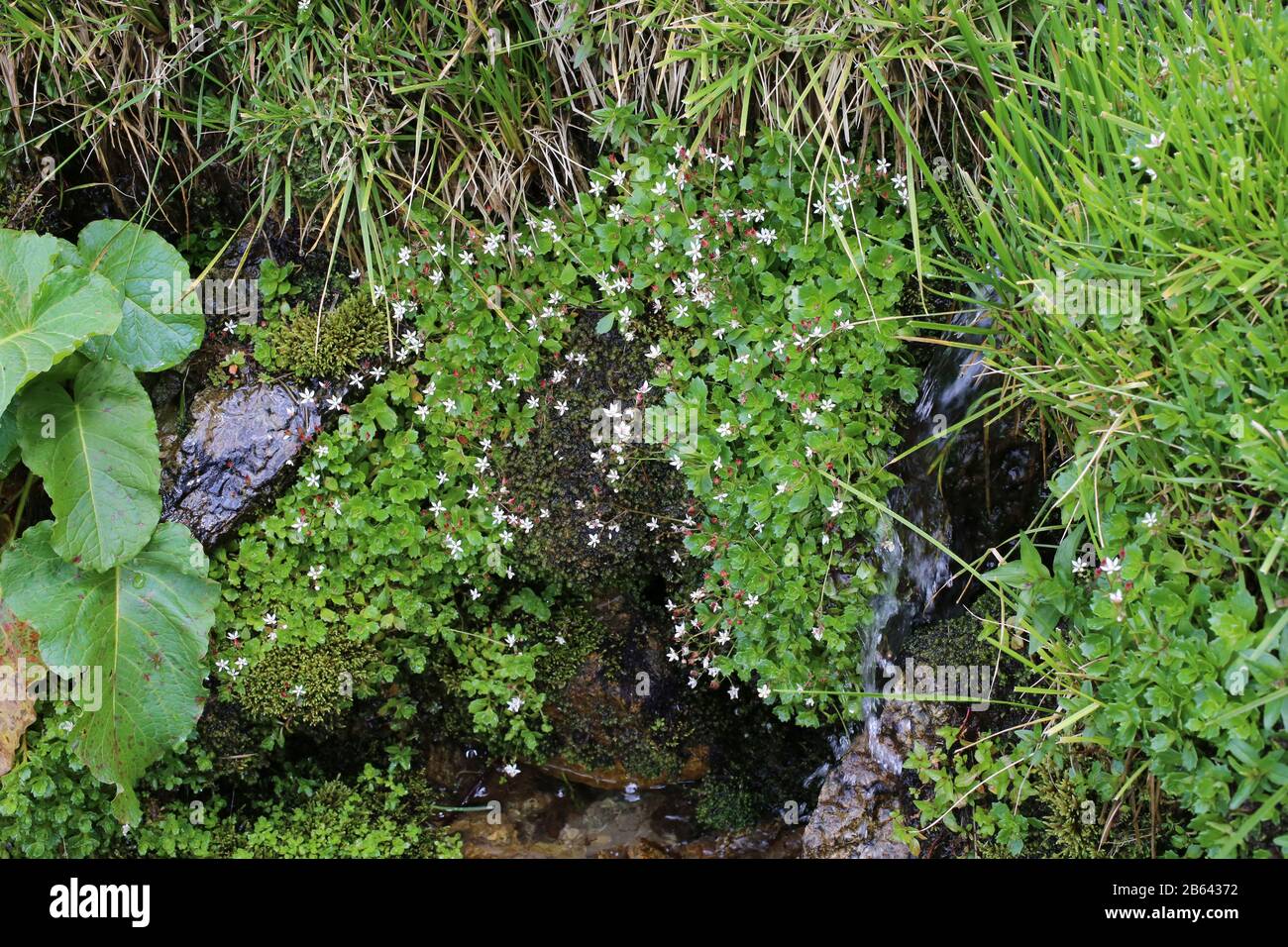 Saxifraga stellaris - Wild plant shot in summer. Stock Photo